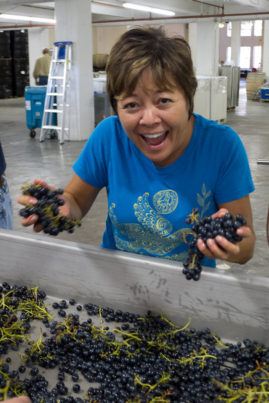 Mighty Yee sorting Sangiovese grapes